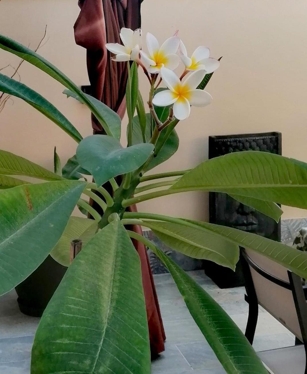 Mikalita Villa San Fernando Kültér fotó